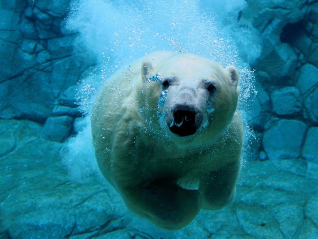 bears-50911