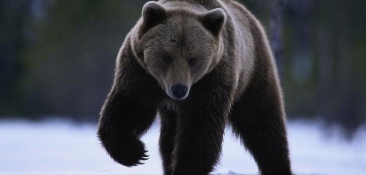 Fonds d’écran #29 #ours